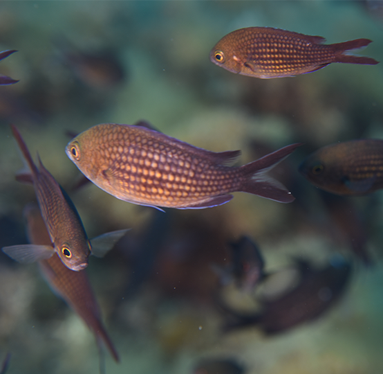 Pesce Chromis Chromis