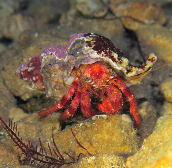 Crostaceo Dardanus_calidus