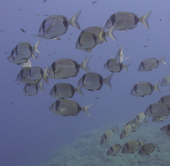 pesce Diplodus vulgaris