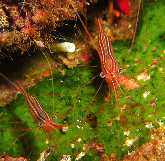 Crostaceo Plesionika narval 