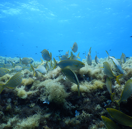 pesce Sarpa salpa