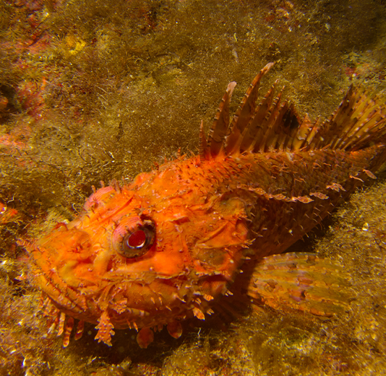 pesce scorpaena maderensis