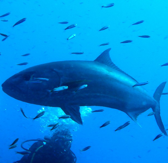 pesce Seriola dumerilii